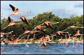 Flamingos Refuge, Celestun 